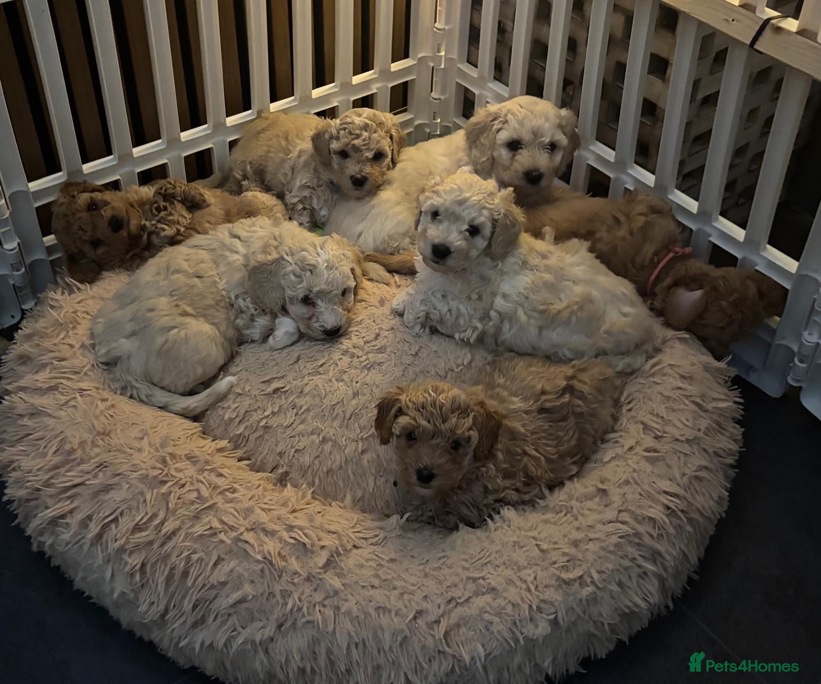 Poochon dogs for sale: Perfect poochon Perfection  - Advert 2