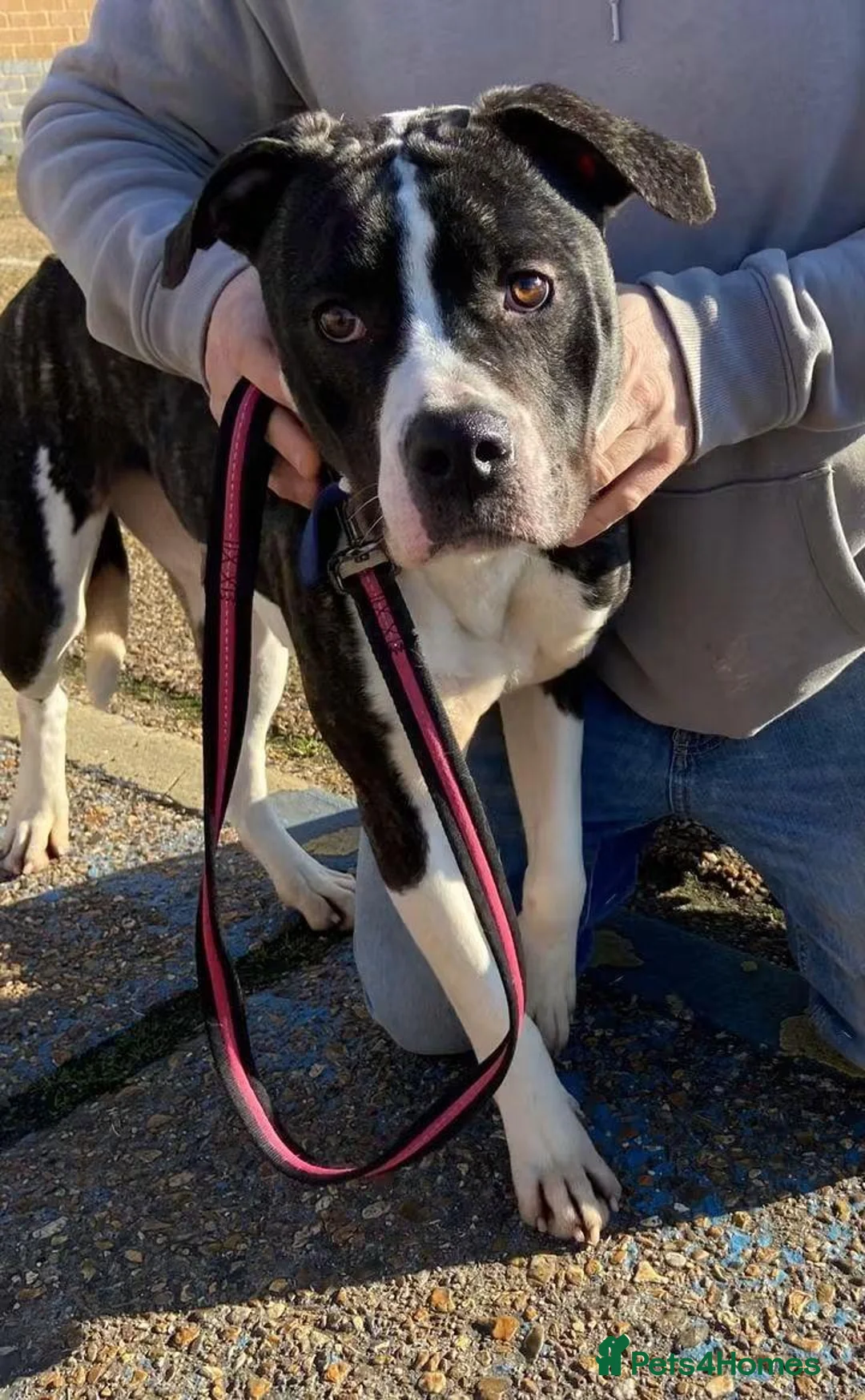 Mixed Breed dogs for adoption: Gorgeous staffie cross available for adoption  in Colchester - Advert 10