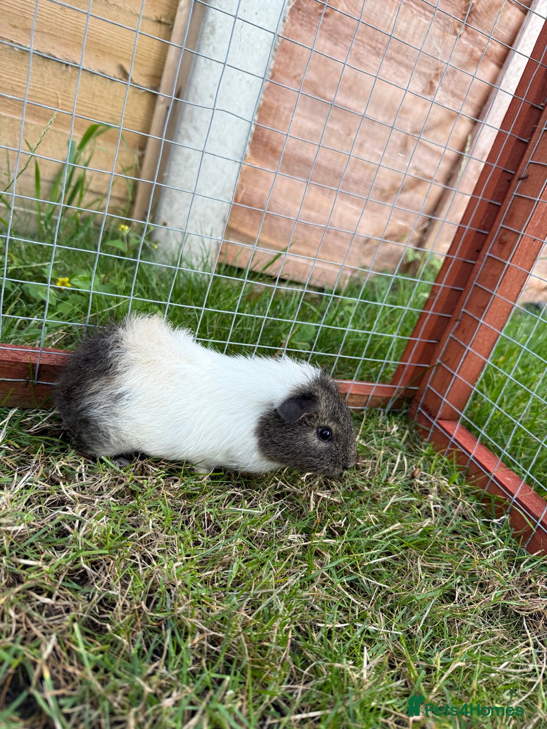 Guinea Pig rodents for sale: Baby Guinea Pigs! - Image 3