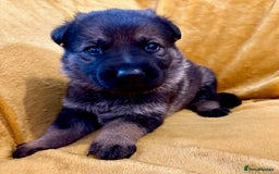 German Shepherd dogs for sale: 4* Licensed. KC Registered. Health Tested Parents - Image 12