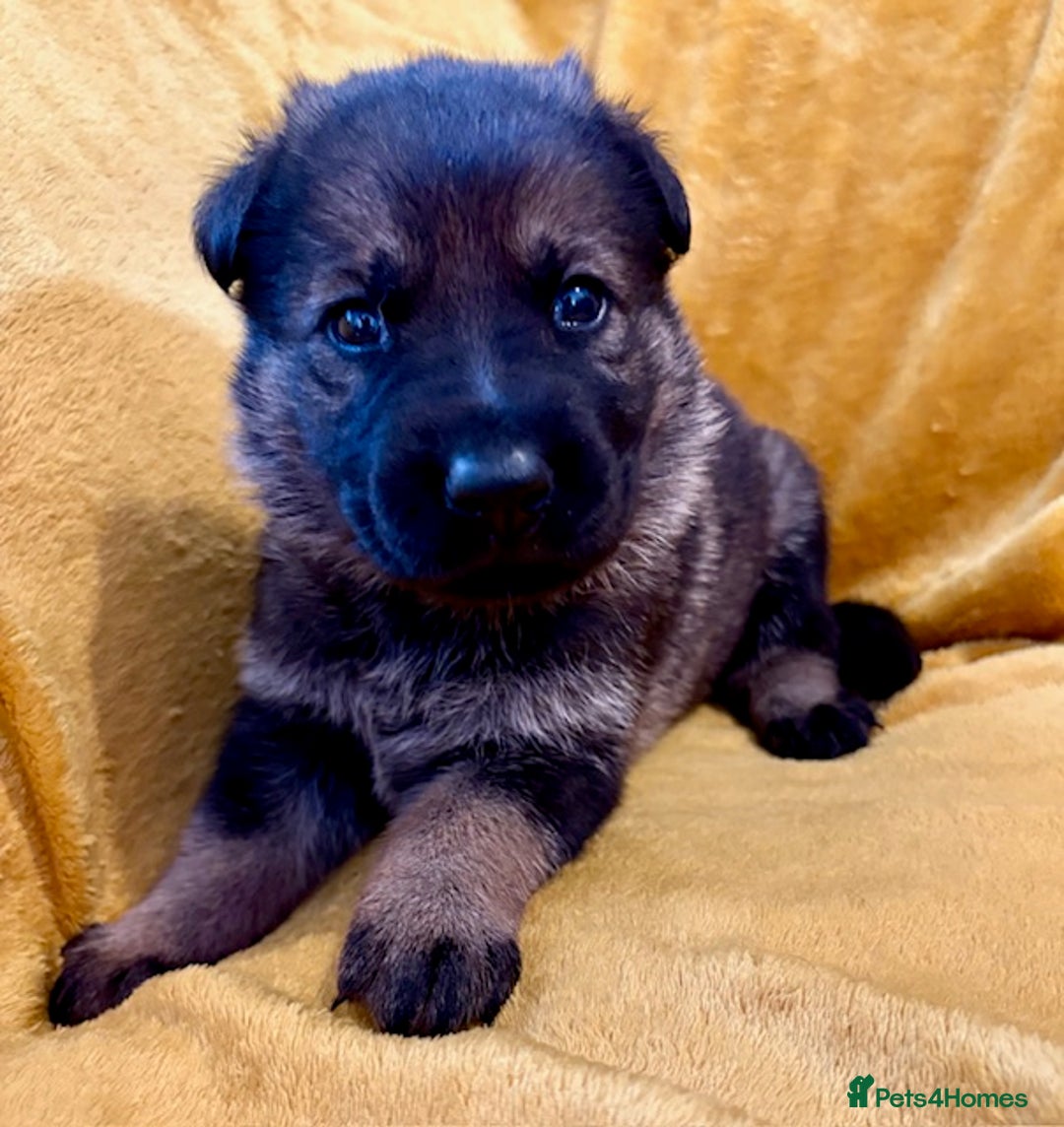 German Shepherd dogs for sale: 4* Licensed. KC Registered. Health Tested Parents - Image 12