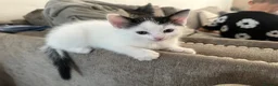 Mixed Breed cats for sale: 5 beautiful black and white kittens.READY TO GO!!  in Lichfield - Advert 8