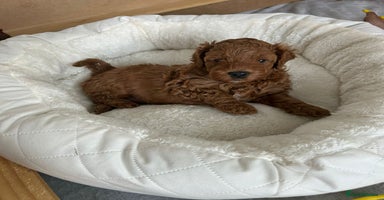 Cockapoo dogs - Advert 2