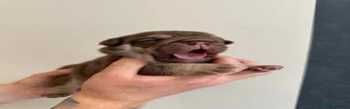 English Bulldog Puppy 2