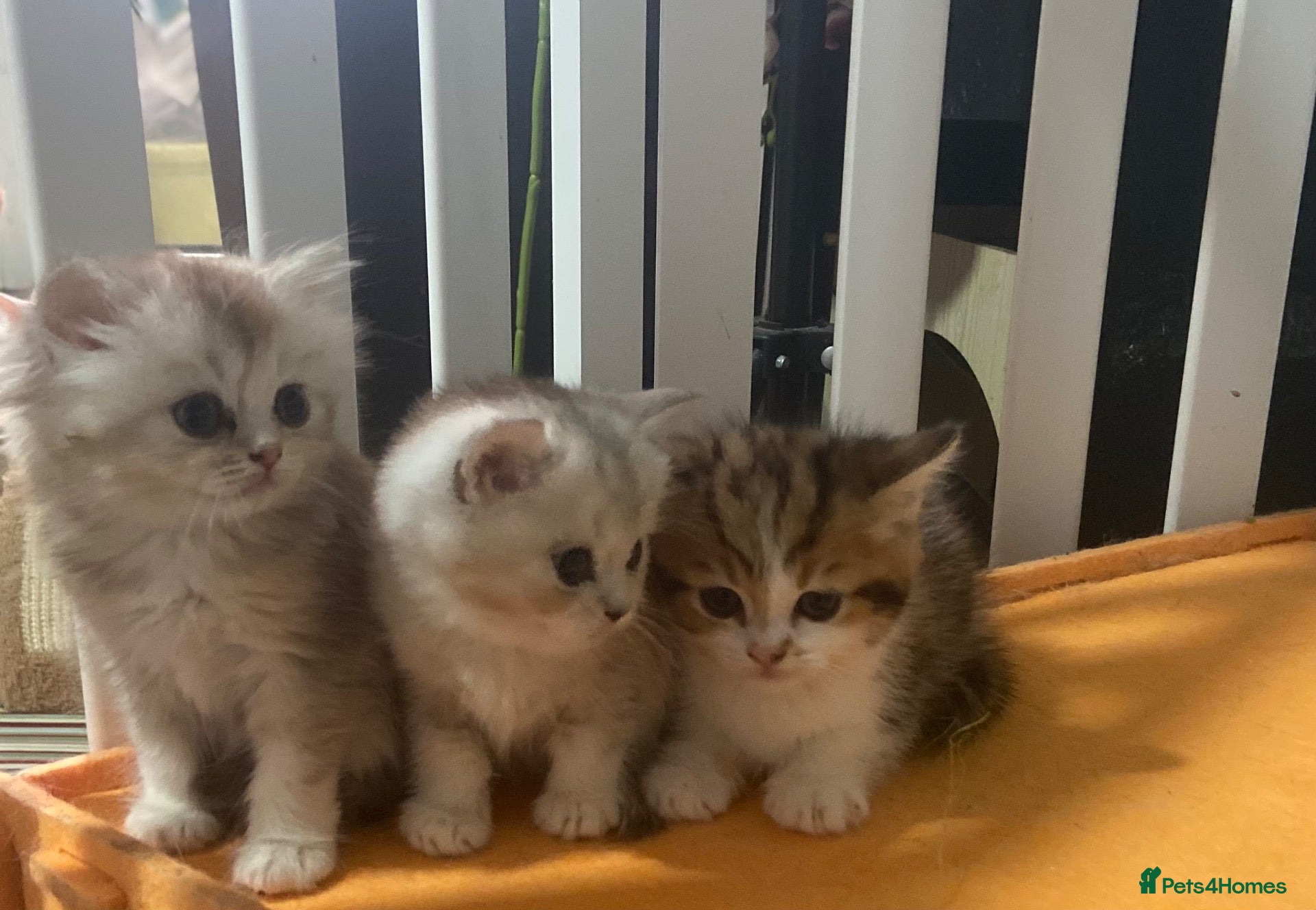 Munchkin cats Full Pedigree Munchkin Kittens - Advert 10