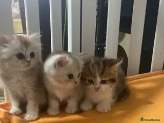 Munchkin cats Full Pedigree Munchkin Kittens - Advert 15