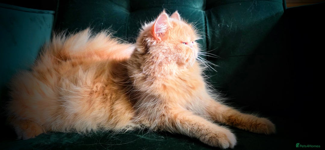 Persian cats for sale: Beautiful and Rare Purebred Persian Kittens - Image 30
