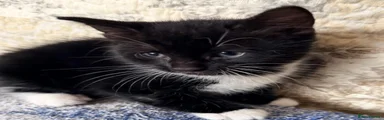 Tuxedo Kitten - Male