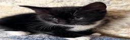 Mixed Breed cats for sale: 8 gorgeous kittens (tuxedo, tortie, tabby, black) - Advert 10