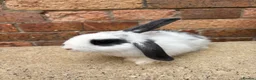 Mini Lop rabbits for sale: 1 male mini lop remaining 20 weeks old  - Advert 2