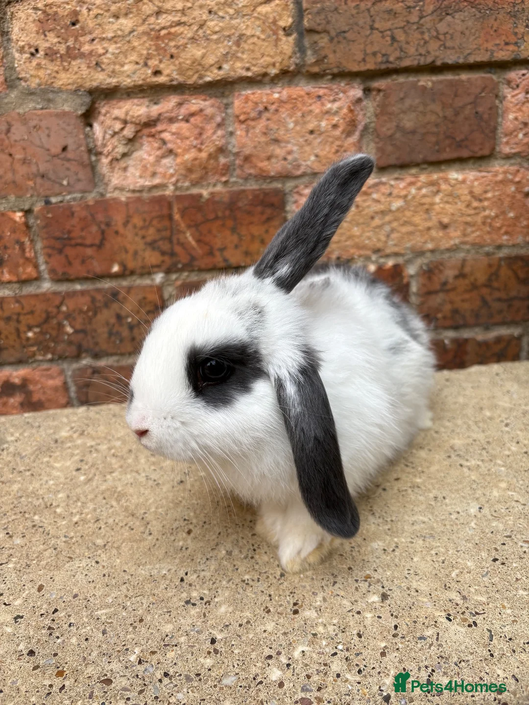 Mini Lop rabbits for sale: 1 male mini lop remaining 20 weeks old  - Advert 2