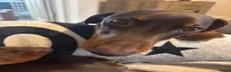 Miniature Dachshund dogs for stud: Bud the stud boy  - Advert 3