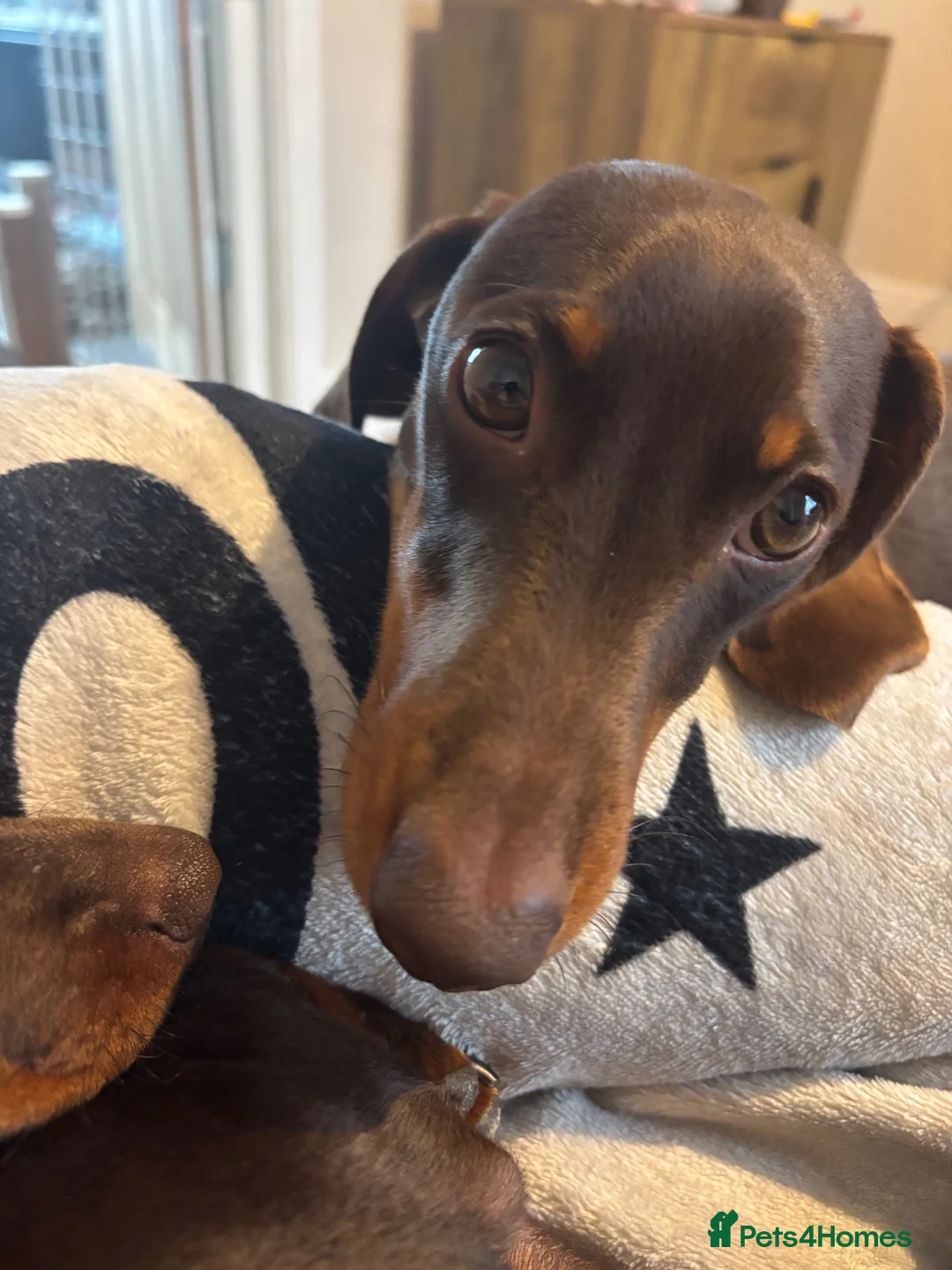 Miniature Dachshund dogs for stud: Bud the stud boy  - Advert 3