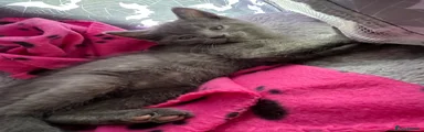 Domestic Shorthair 1
