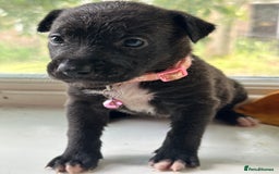 Mixed Breed dogs for sale: Staffy x Belgian Malinos  - Image 20