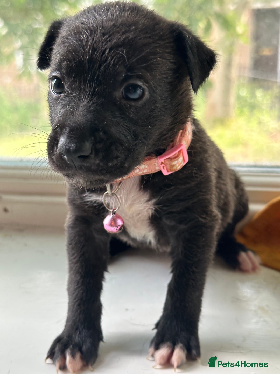 Mixed Breed dogs for sale: Staffy x Belgian Malinos  - Image 20