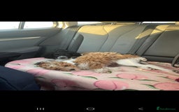 Cavapoo dogs for sale: Cavapoo male - Image 6
