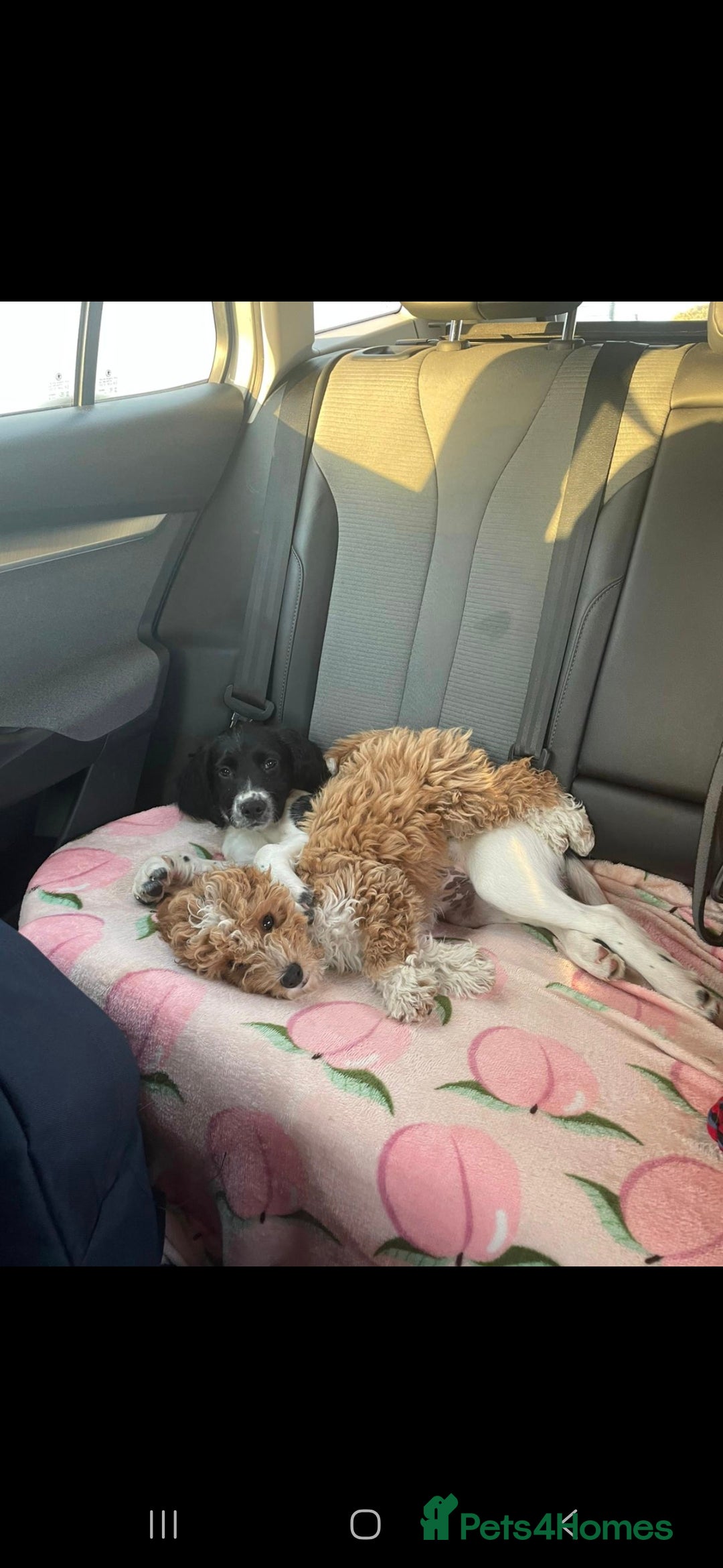 Cavapoo dogs for sale: Cavapoo male - Image 6
