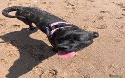 Cane Corso dogs for sale: 12 month cane corso - Image 4