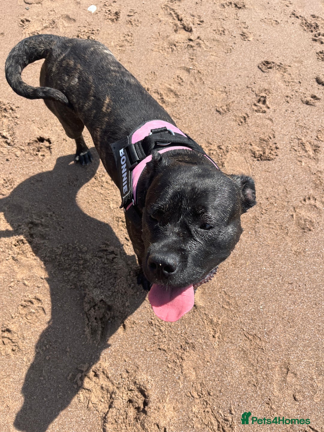 Cane Corso dogs for sale: 12 month cane corso - Image 4