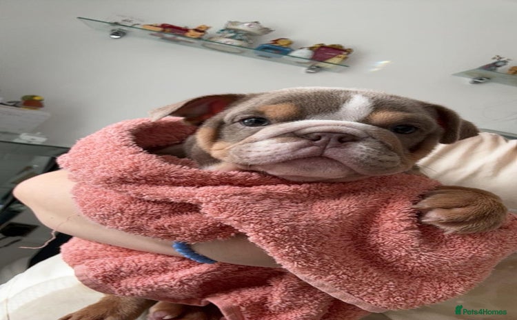 English Bulldog dogs - Advert 1