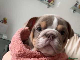 English Bulldog dogs - Advert 12