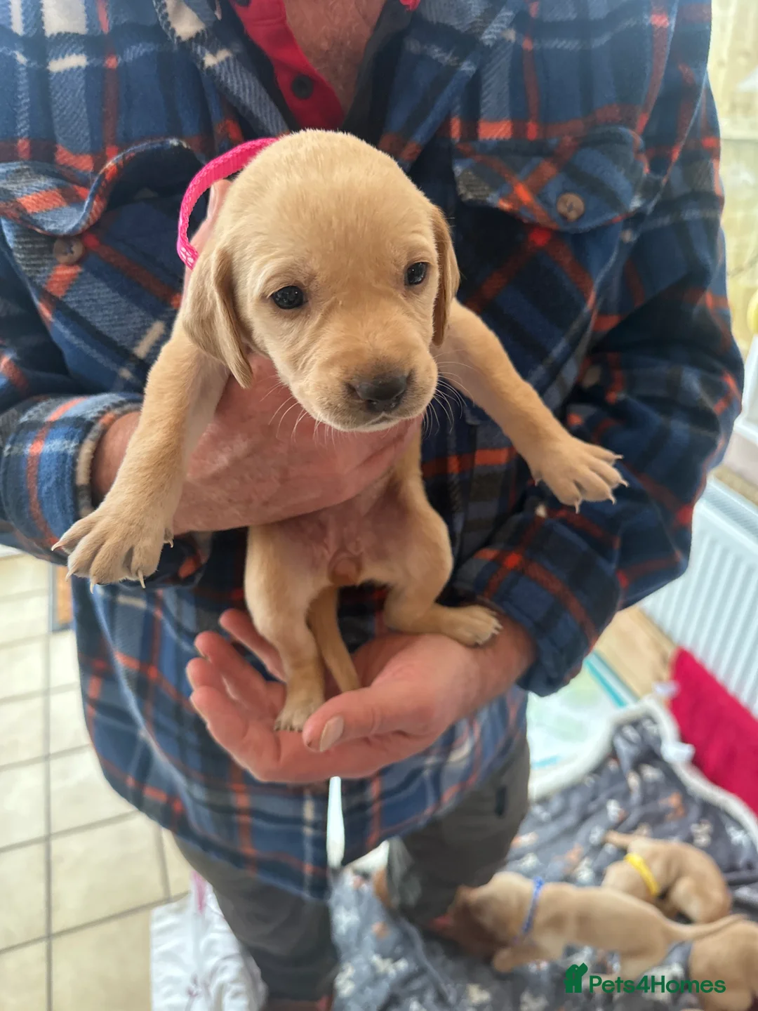 Mixed Breed dogs for sale: Vizslador puppys - Advert 3