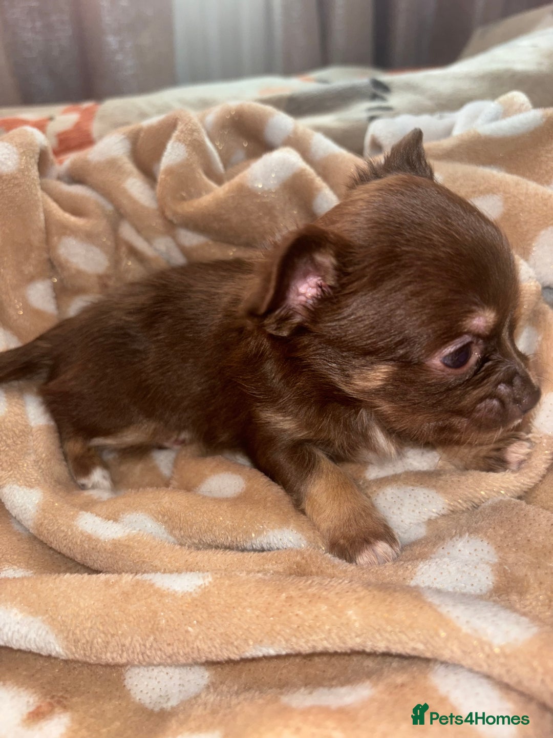 Chihuahua dogs for sale: Chocolate Chihuahua Males - Advert 6