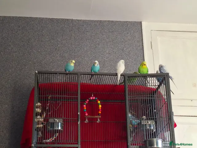 Budgerigars birds for sale: Budgies - Advert 1