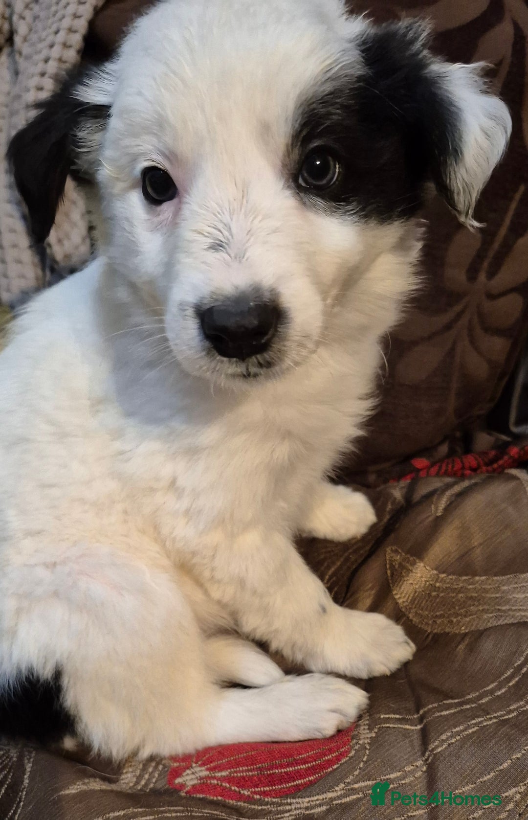 Border Collie dogs for sale: Blue Merles puppies  - Advert 14