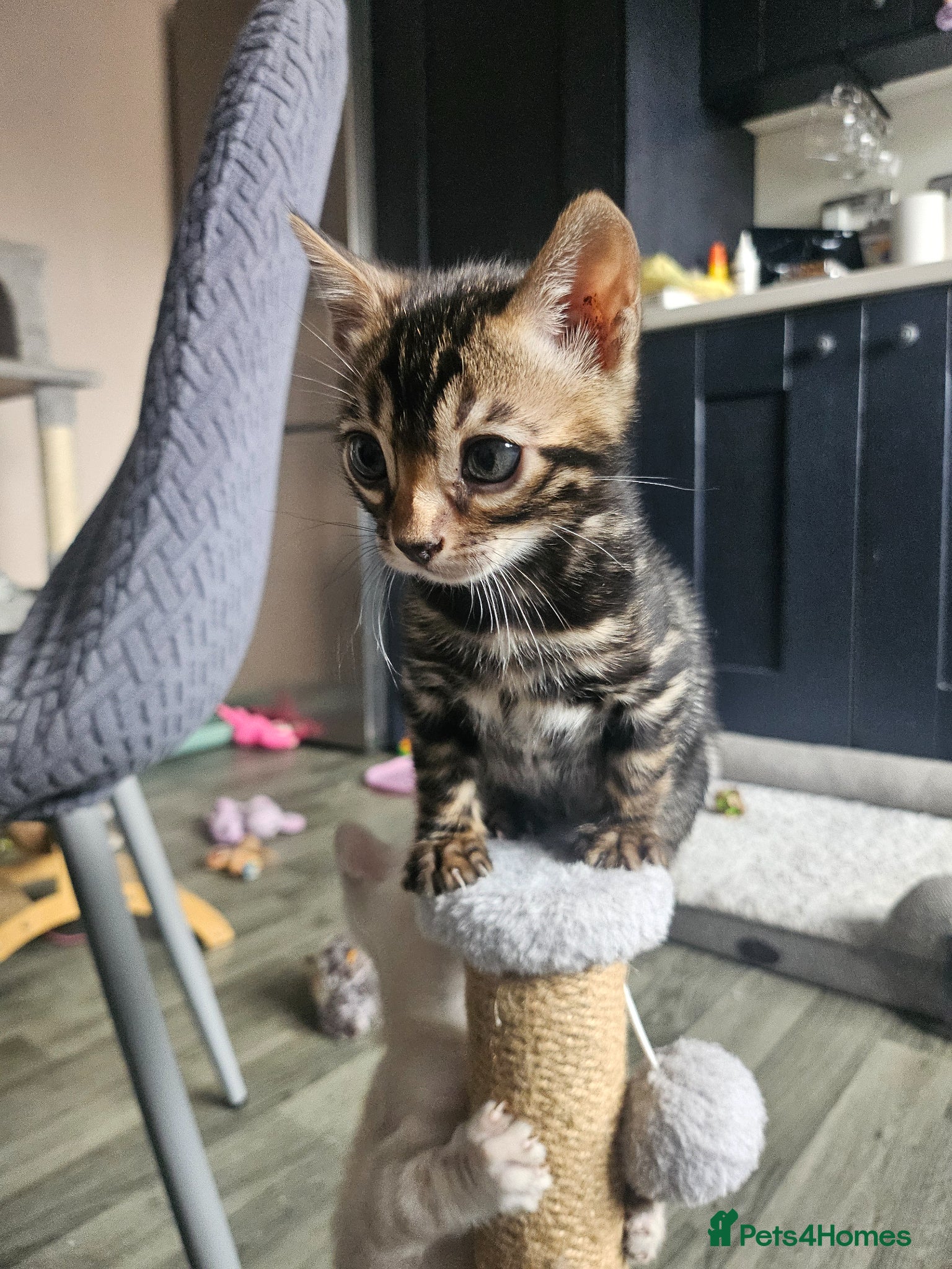 Bengal cats Stunning bengal kittens  - Advert 2