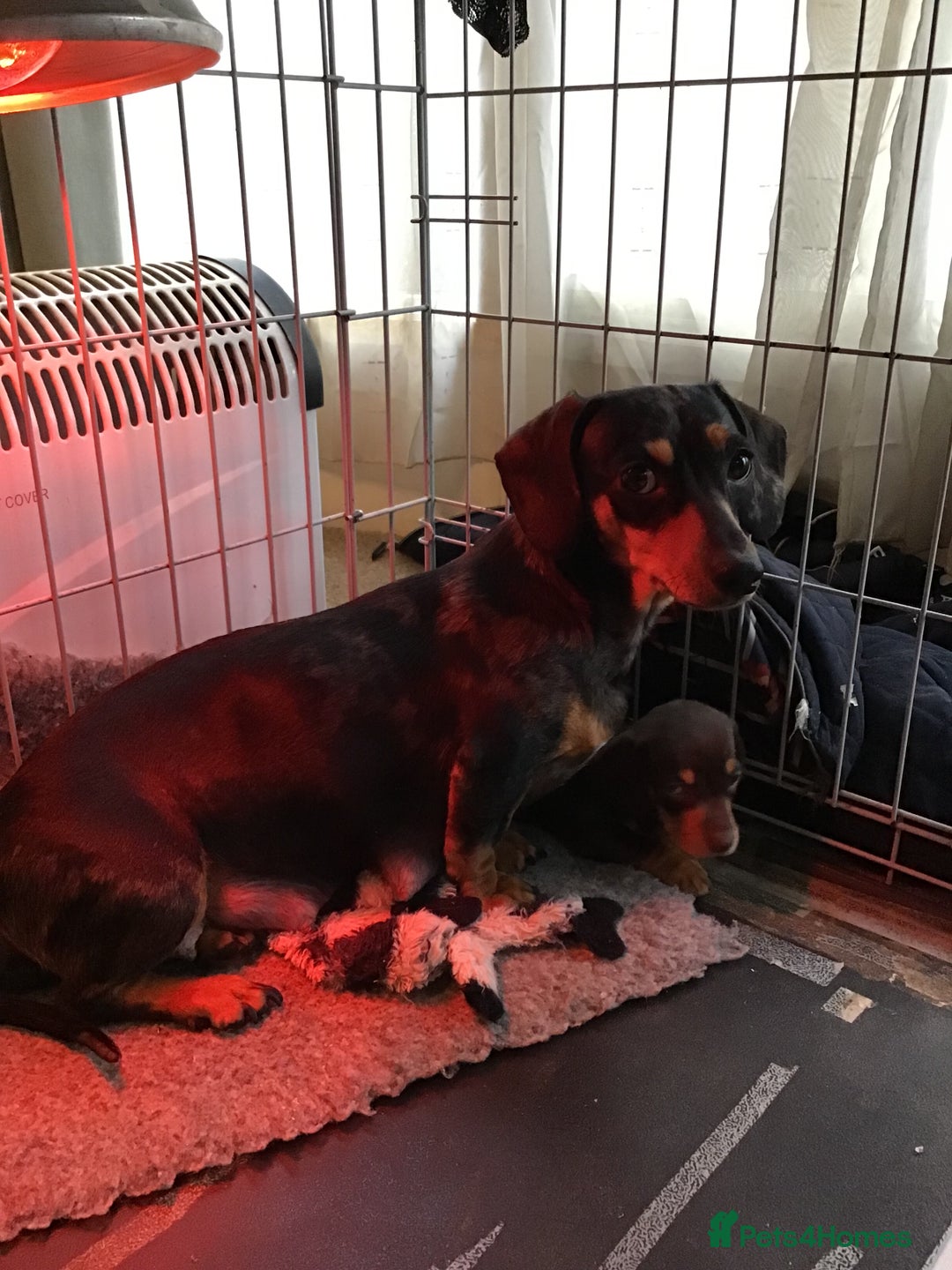 Dachshund dogs for sale: 2 GORGEOUS DAPPLE DACHSHUNDS  - Advert 3