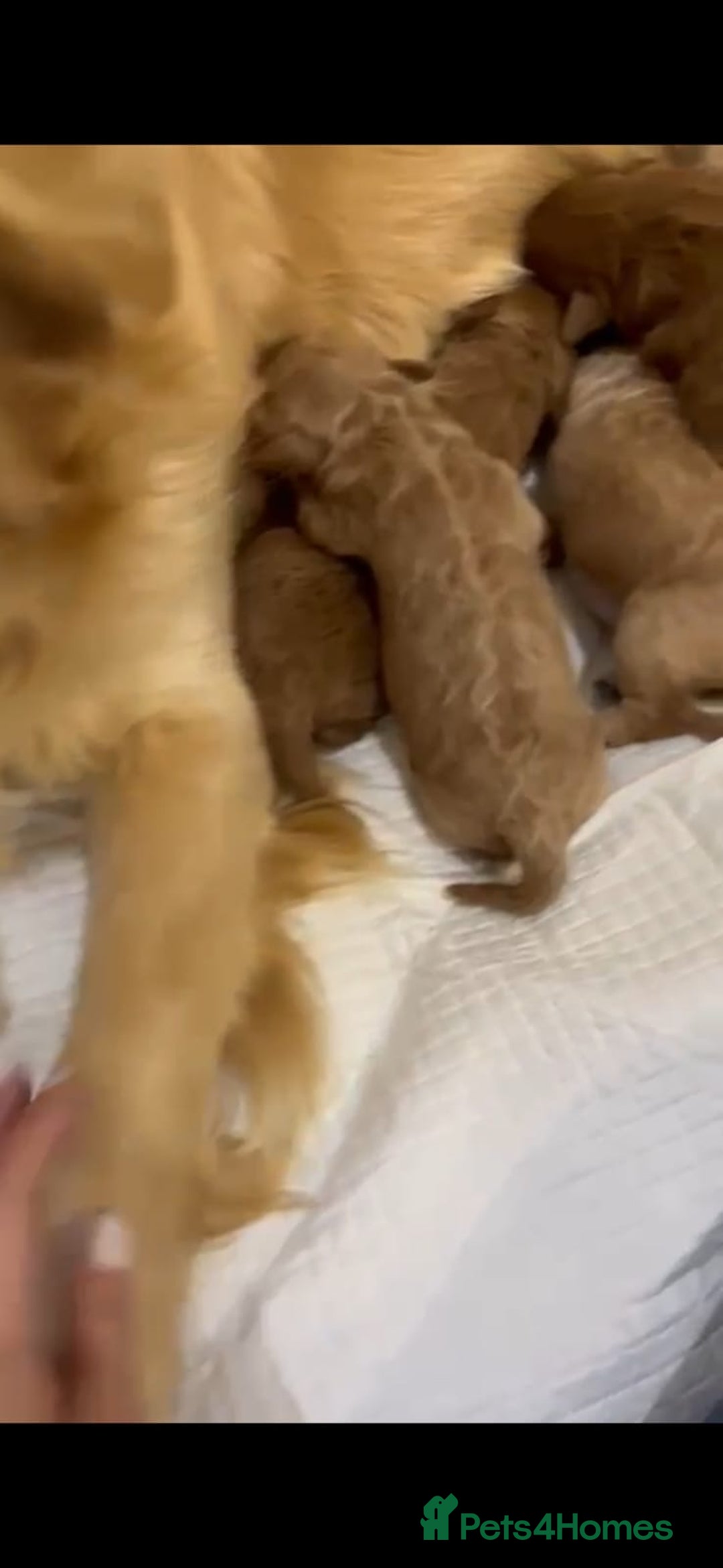 Mini Goldendoodle dogs for sale: Beautiful gentle Goldendoodle Girl - Image 8