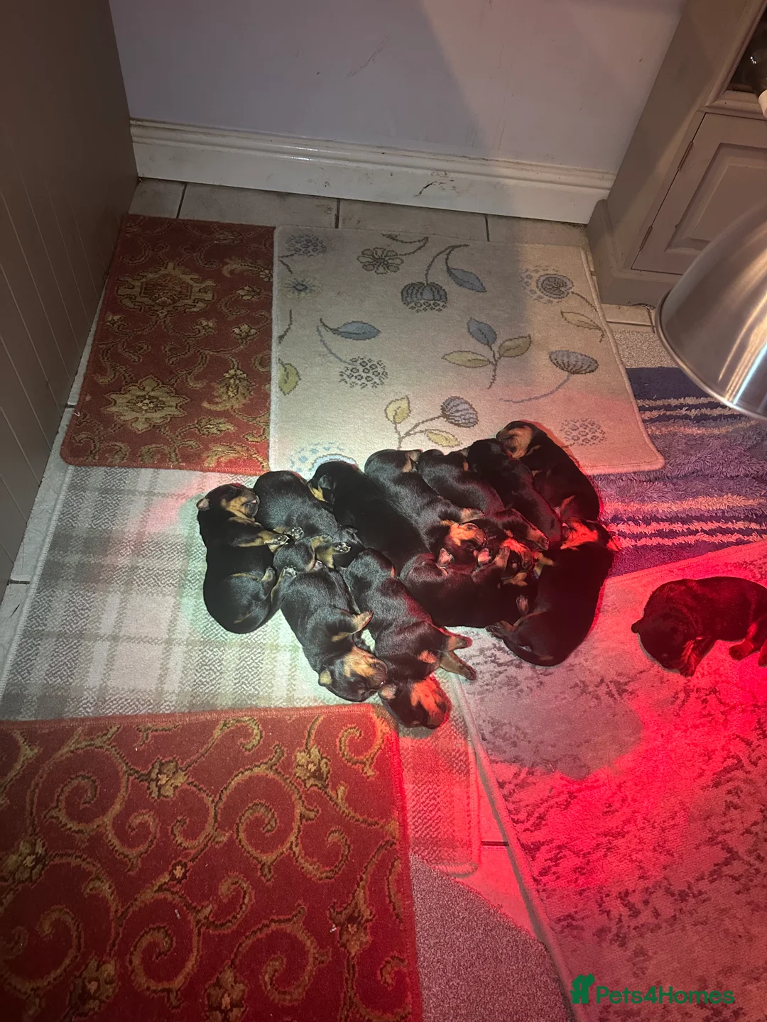 Rottweiler dogs for sale: Beautiful Rottweiler puppies  - Advert 33