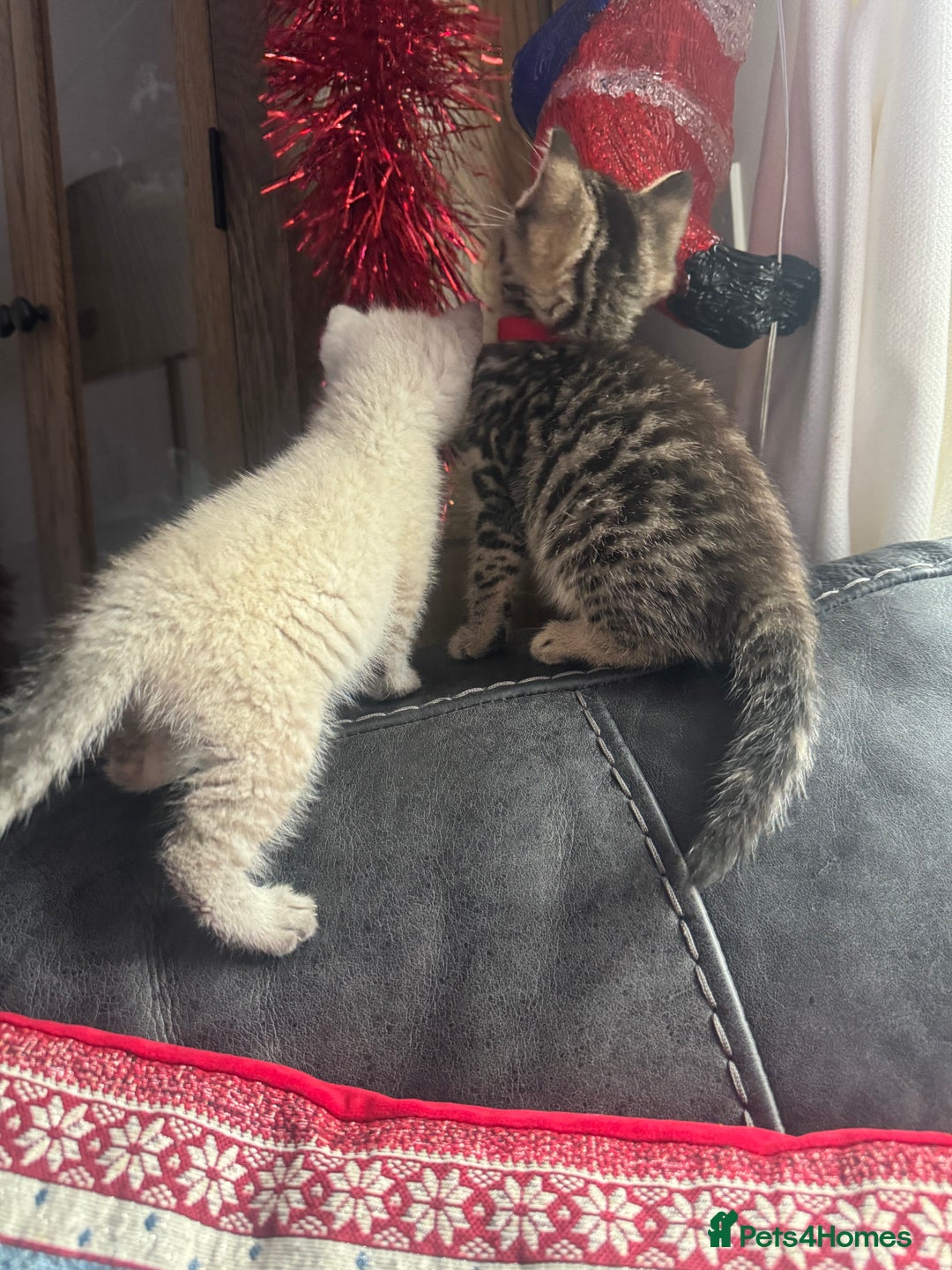 Mixed Breed cats for sale: Kittens needing loving homes  - Advert 20