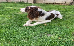 English Springer Spaniel dogs for sale: Springer Spaniel  - Image 2