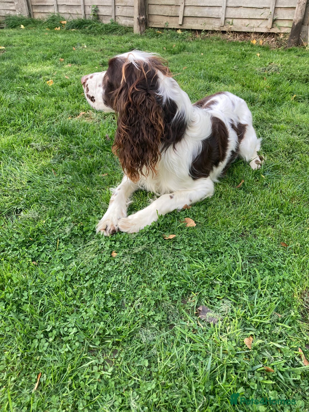 English Springer Spaniel dogs for sale: Springer Spaniel  - Image 2