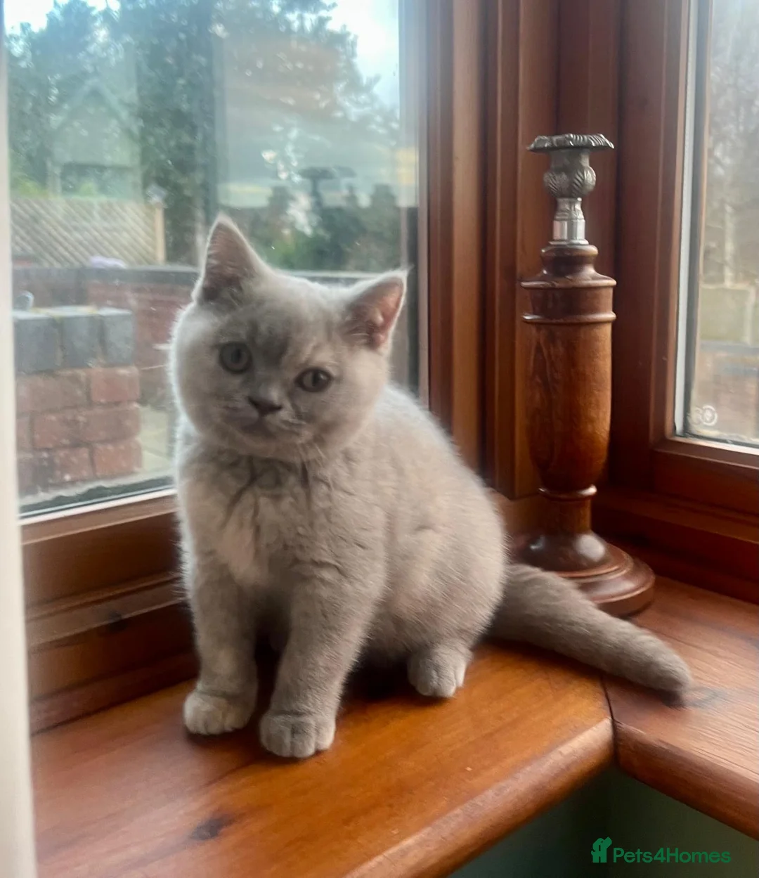 British Shorthair cats for sale: British shorthair females ready to leave soon GCCF - Advert 5