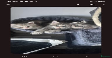 Maine Coon cats Full Pedigree blue smoke Maine Coon Kittens  - Advert 5