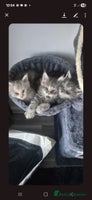 Maine Coon cats Full Pedigree blue smoke Maine Coon Kittens - Advert 5