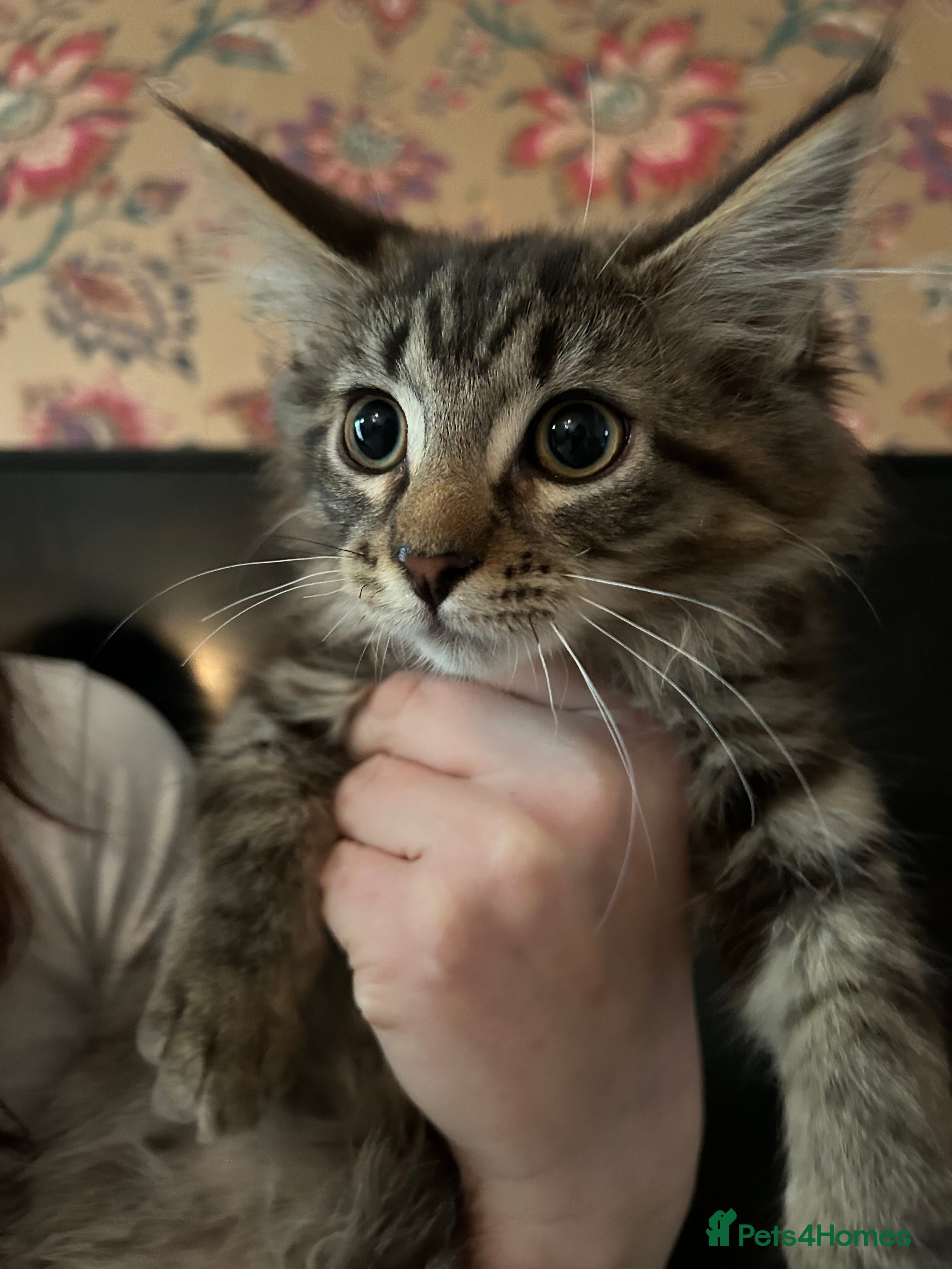 Maine Coon cats Maine coon cross - Advert 1