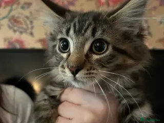 Maine Coon cats Maine coon cross - Advert 1