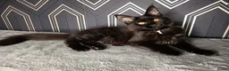 Maine Coon cats for sale: READY SOON Beautiful Maine coon babies  - Advert 15