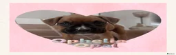Boxer dogs for sale: 🐾 Exceptional Pedigree KC Reg. Boxer Puppies 🐾 - Advert 20