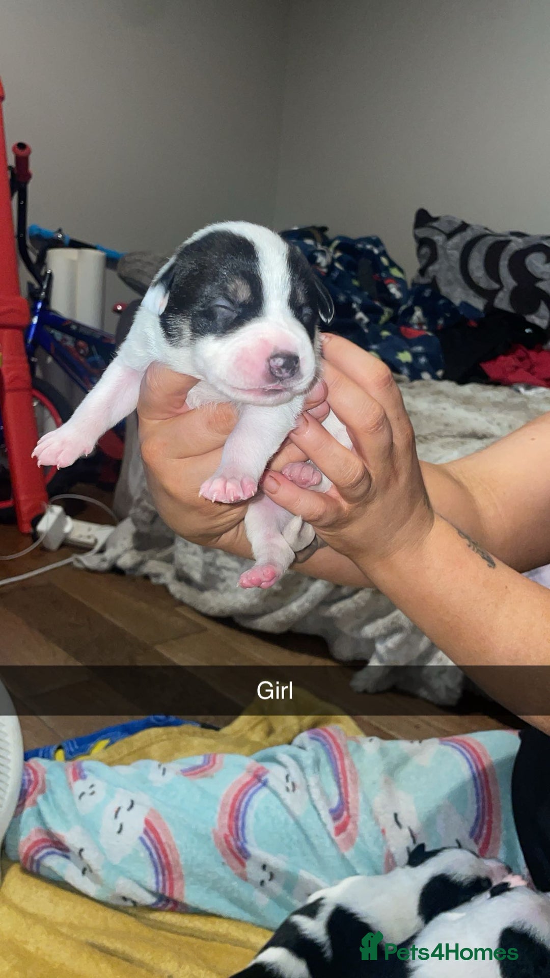 Mixed Breed dogs for sale: 1 puppy left, beautiful little girl 🩷🩷🩷 - Advert 15