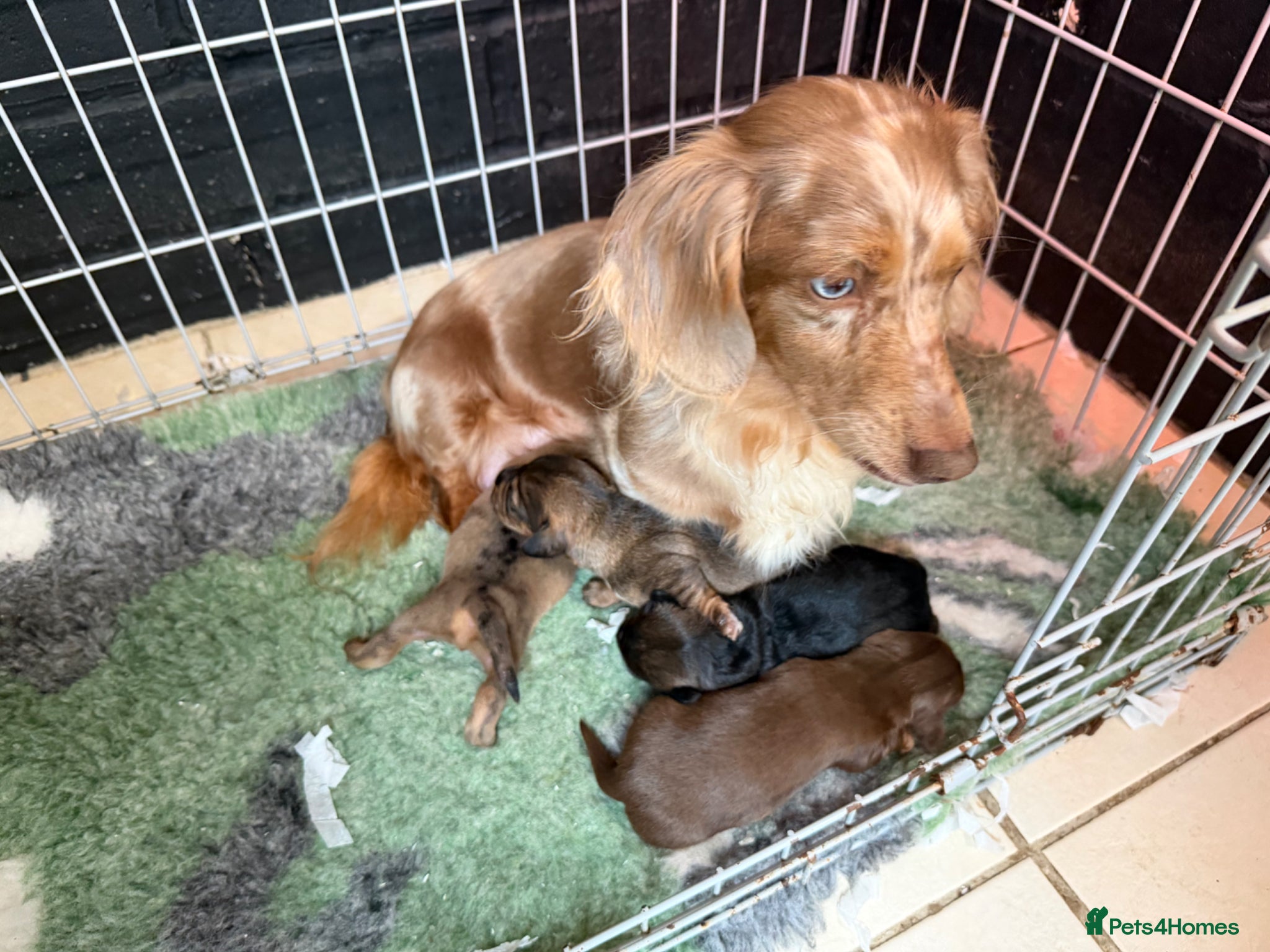 Mixed Breed dogs Miniature schnoxie/schnauzund puppy’s  - Advert 2