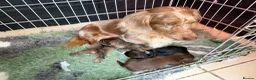 Mixed Breed dogs for sale: Miniature schnoxie/schnauzund puppy’s  - Advert 1