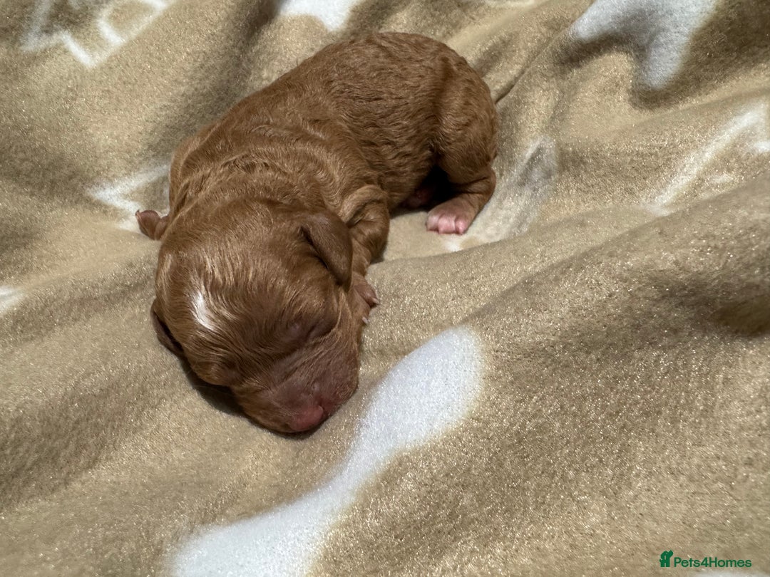 Cavapoo dogs for sale: Beautiful F1b Cavapoo Puppies – Ready Mid February - Advert 3