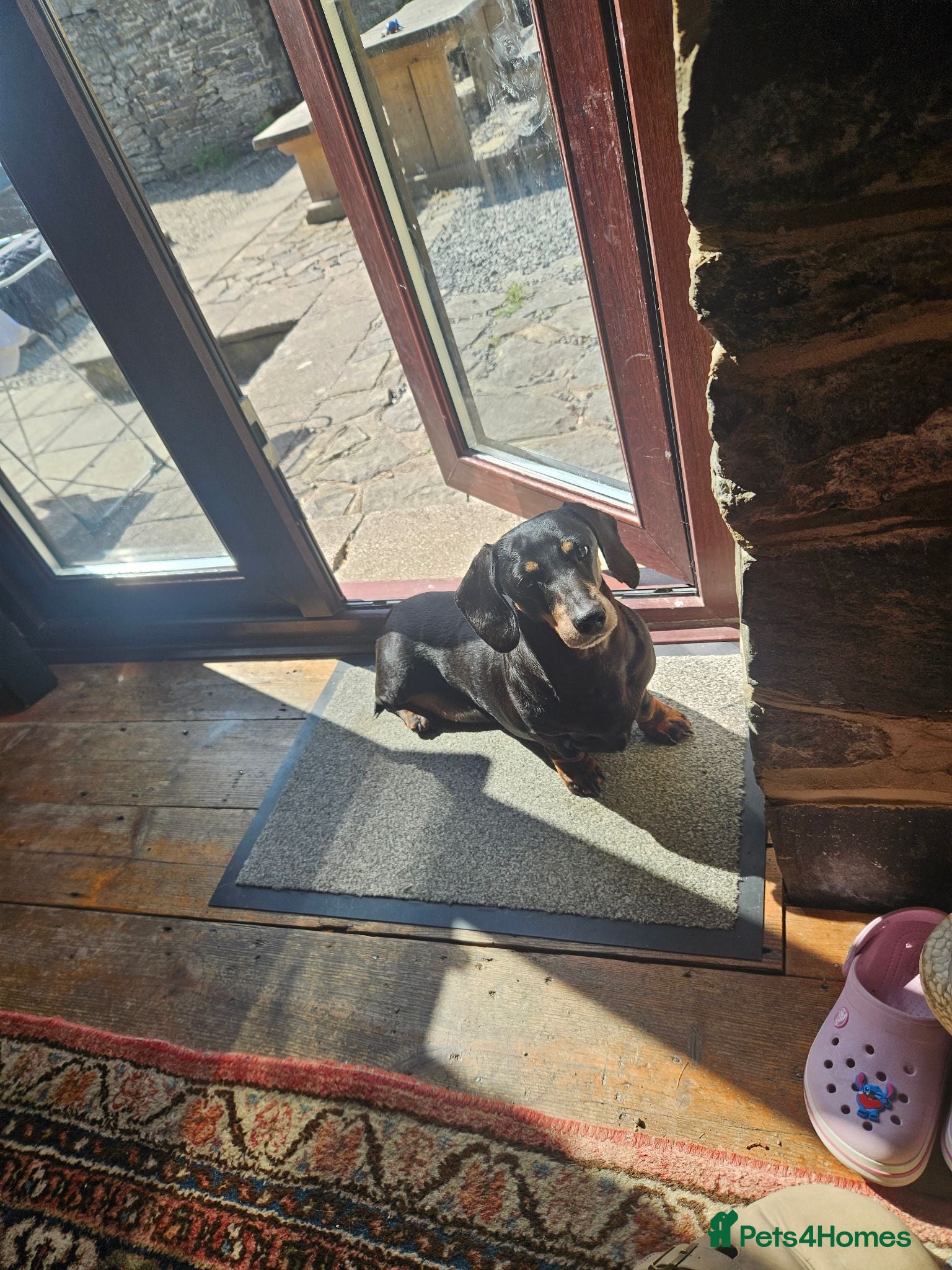 Miniature Dachshund dogs Male Miniature Dachshund For Sale  - Advert 11
