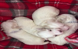 Maltese dogs for sale: 5 Generation KC registered Maltese - Image 8